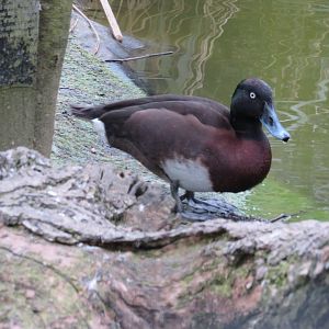 Baer's pochard