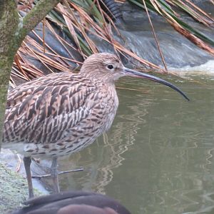 Curlew