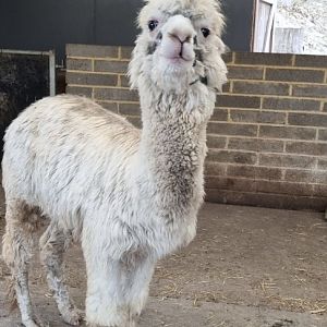 Alpaca
