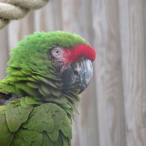 Military macaw