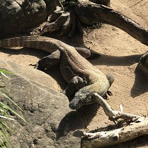 Komodo Dragon