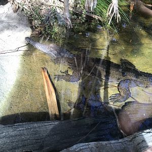 Freshwater Crocodile