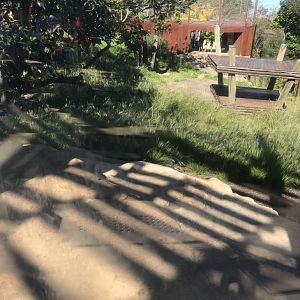 African Lion enclosure