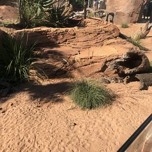 Slender Tailed Meerkat Enclosure