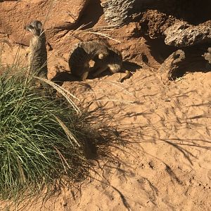 Slender Tailed Meerkat