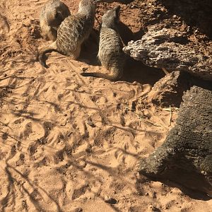 Slender Tailed Meerkat