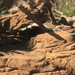 Slender Tailed Meerkat
