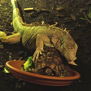 Common green iguana (Iguana iguana) and Hermann's tortoise (Testudo hermanni), 2020-09-12