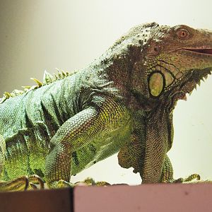 Common green iguana (Iguana iguana) , 2020-09-12
