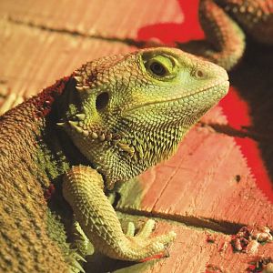 Central bearded dragon (Pogona vitticeps), 2020-09-12