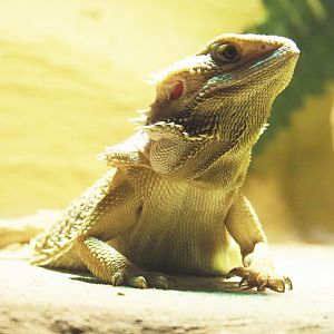 Central bearded dragon (Pogona vitticeps), 2020-09-12