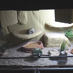 Dwarf bearded dragon or Black soil bearded dragon terrarium, 2020-09-12