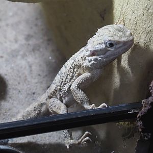 Dwarf bearded dragon or Black soil bearded dragon (Pogona henrylawsoni), 2020-09-12