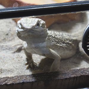 Dwarf bearded dragon or Black soil bearded dragon (Pogona henrylawsoni), 2020-09-12