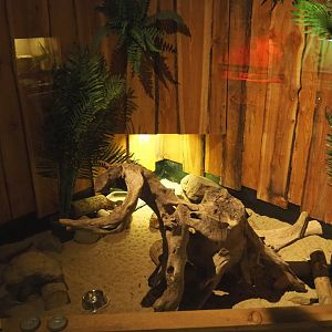 Four-toed hedgehog exhibit, 2020-09-12