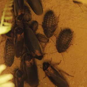 Dubia roaches (Blaptica dubia), 2020-09-12