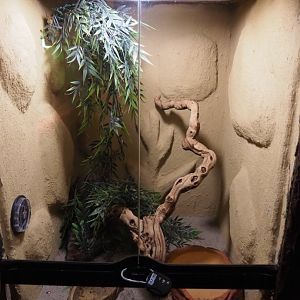 Common wall gecko terrarium, 2020-09-12