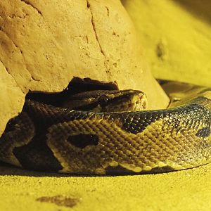 Ball python (Python regius), 2020-09-12