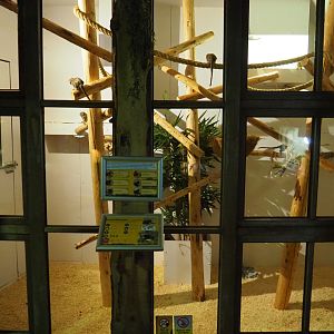Western pygmy marmoset exhibit, 2020-09-12