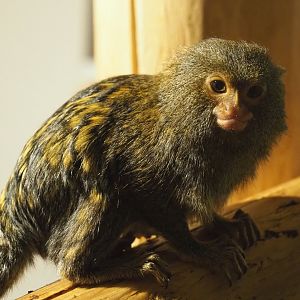 Western pygmy marmoset (Cebuella pygmaea), 2020-09-12