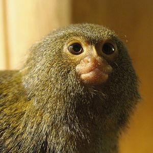 Western pygmy marmoset (Cebuella pygmaea), 2020-09-12