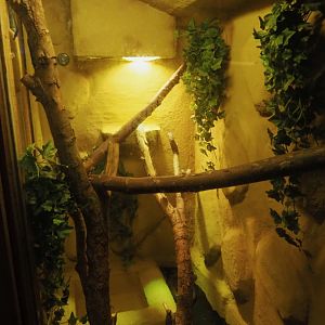 Colombian rainbow boa terrarium, 2020-09-12