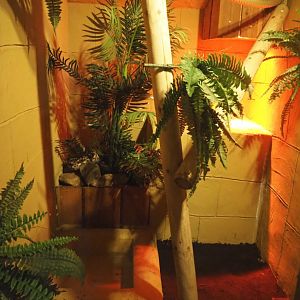 First Dumeril's boa terrarium, 2020-09-12