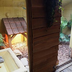 Argentine black and white tegu terrarium, 2020-09-12