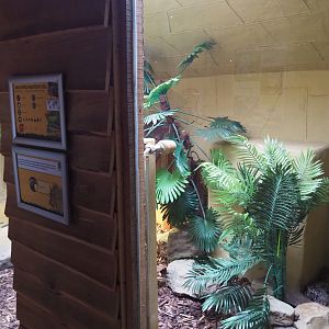 Argentine black and white tegu terrarium, 2020-09-12