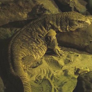 Savanna monitor (Varanus exanthematicus), 2020-09-12