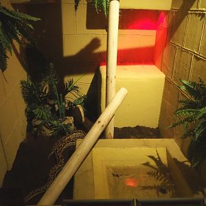 Second Dumeril's boa terrarium, 2020-09-12