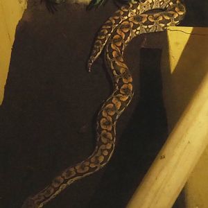 Dumeril's boa (Acrantophis dumerili), 2020-09-12