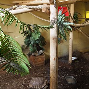 Common green iguana, Common marmoset and African spurred tortoise exhibit, 2020-09-12