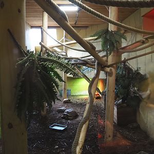 Common green iguana, Common marmoset and African spurred tortoise exhibit, 2020-09-12