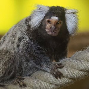 Common marmoset or White tufted-ear marmoset (Callithrix jacchus), 2020-09-12