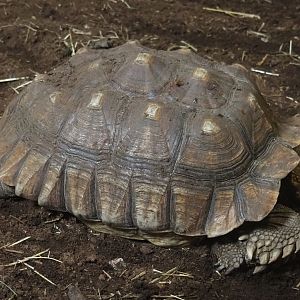 African spurred tortoise (Centrochelys sulcata), 2020-09-12