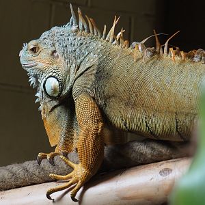 Common green iguana (Iguana iguana), 2020-09-12