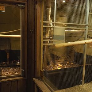 Kinkajou and Large hairy armadillo exhibit, 2020-09-12