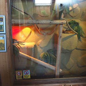 Carpet python terrarium, 2020-09-12