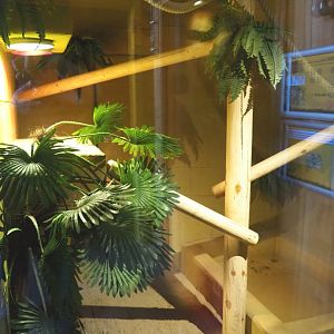 First Nile monitor terrarium, 2020-09-12