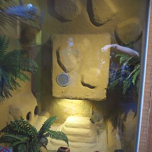Leopard gecko terrarium, 2020-09-12
