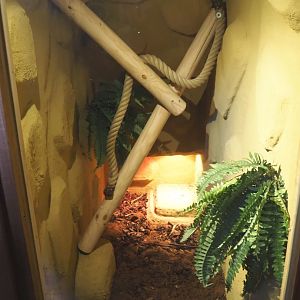 Pacific gopher snake terrarium, 2020-09-12