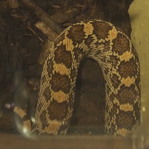 Part of a Pacific gopher snake (Pituophis catenifer catenifer), 2020-09-12