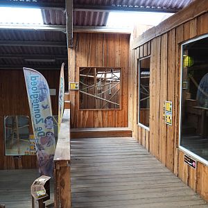 First black tufted-ear marmoset exhibit, 2020-09-12