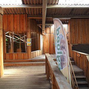 Second black tufted-ear marmoset exhibit, 2020-09-12