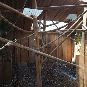 Interior of the second black tufted-ear marmoset exhibit, 2020-09-12