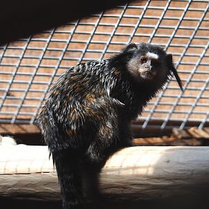 Black tufted-ear marmoset (Callithrix penicillata), 2020-09-12