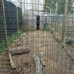 Maned Wolf offshow area