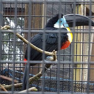 Channel-Billed Toucan