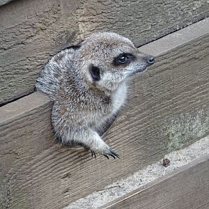 Meerkat half-in, half-out